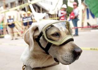 «فريدة المكسيكية».. كلبة أنقذت ضحايا زلزال مكسيكو