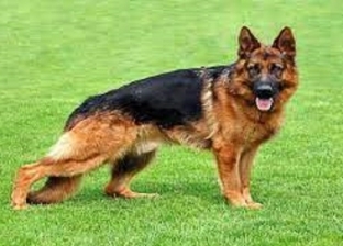 لقوة «الشم»: كلاب بوليسية لاكتشاف مصابي «كوفيد19»