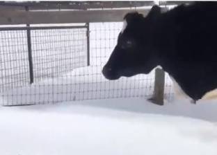 فيديو مضحك لبقرة ترقص بمجرد رؤيتها الثلوج