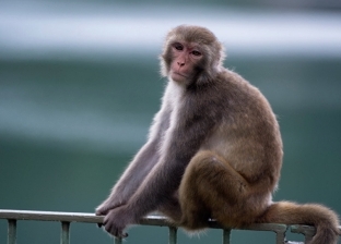 في حال انتقال فيروس كورونا إلى القرود: الحد من انتشاره سيكون مستحيلا