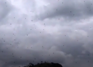 بالفيديو| السماء تمطر عناكب في البرازيل