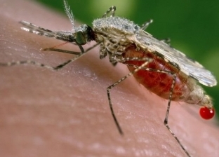 دراسة: طفيليات الملاريا تتكيف لتعيش في موسم الجفاف