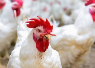 شاب سعودي يتربح من التجارة في الدجاج المستورد: الواحدة بـ5 آلاف ريال