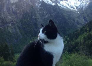 بالفيديو| "كيتي".. قطة تعمل كـ"مرشد" في سويسرا