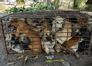 طبق لحوم الكلاب مهدد بالاختفاء في كوريا الجنوبية: «مليون ذبيحة سنويا»