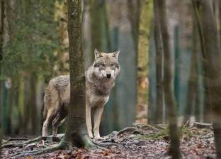 بعد انقراضها لأكثر من 130 عاما.. ألف ذئب يروعون المزارعين في ألمانيا