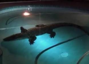 بالفيديو| العثور على تمساح داخل حمام سباحة لعائلة أمريكية