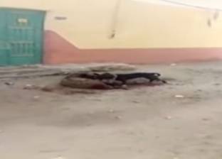 بالفيديو| كلب شرس يهاجم خروفا مربوطا ويحاول أكله حيا في بلبيس