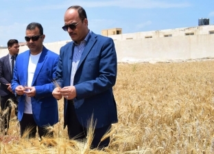 بدء موسم حصاد القمح بمزرعة جامعة العريش.. عالي الجودة ويتحمل الجفاف