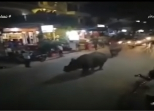مصور فيديو وحيد القرن: "كنا قاعدين في نيبال.. ووجوده في مصر شائعة"