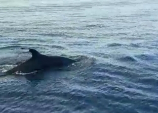 بالصور.. ظهور سرب من الحوت القاتل الكاذب بشواطئ الغردقة بسبب كورونا
