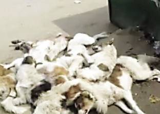 معهد أزهرى بالزقازيق يقتل 8 كلاب ضالة
