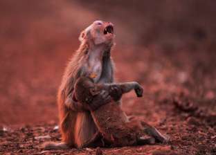 مصور يلتقط لحظات نادرة لقردة تصرخ حزنا على صغيرها المريض