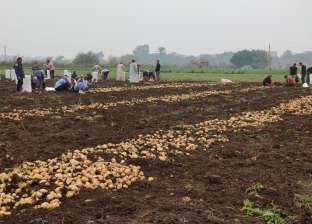 سوق «البطاطس» ينتعش بعد محاصرة كورونا بأرباح تعوض خسائر العام الماضي