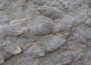 العثور على آثار أقدام ديناصورات عمرها 176 مليون سنة