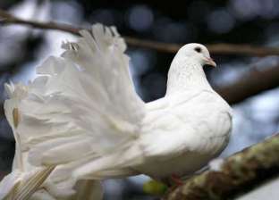بشرة خير أم تحذير؟.. تفسير حلم رؤية طائر أبيض في المنام لابن سيرين