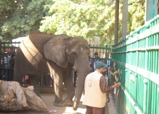 حديقة الحيوان بلا فيل منذ عامين بسبب كورونا
