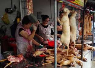 يأكلون 10 آلاف حيوان.. معلومات عن مهرجان لحوم الكلاب السنوي بالصين