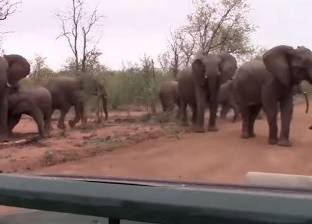 بالفيديو| قطيع من الأفيال يقطع الطريق على حافلة سفاري