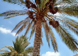 محافظ كفر الشيخ: استمرار فعاليات مبادرة «100 مليون شجرة» في القرى والمراكز
