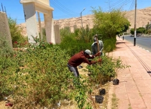 «التنمية المحلية»: زراعة 138 ألف شجرة بالإسكندرية ضمن المبادرة الرئاسية