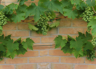 5 فوائد لزراعة العنب فوق سطح المنزل.. «هتاكل أورجانيك وتحافظ على صحتك»