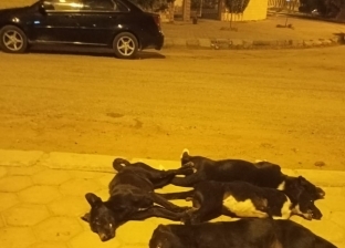 الإدارة البيطرية تتبرأ من قتل كلاب "بحوث البترول" بمدينة نصر: بنطعمها