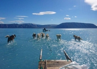 كلاب تمشي على الماء.. التغيرات المناخية في القطب الشمالي تنذر بكارثة
