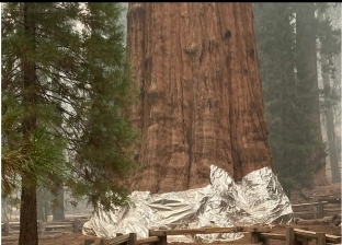 ولاية كاليفورنيا تلجأ إلى تغليف جذور بعض الأشجار لإنقاذها من الحرائق