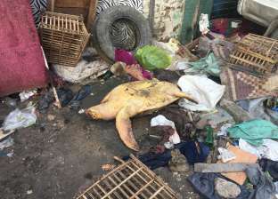 إنقاذ «سلحفاة» عمرها 100 عام مهددة بالانقراض داخل القمامة بالإسكندرية