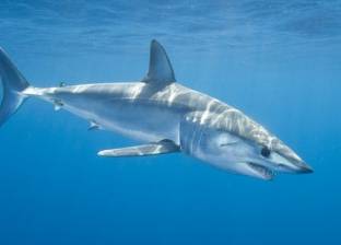 "البيئة" تقدم 5 نصائح للمصطافين لتجنب جذب أسماك القرش