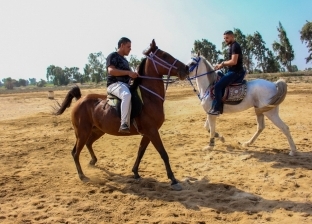 «دمو» عاصمة تربية الخيول العربية في الفيوم