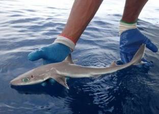 باحثون يكتشفون نوعا جديدا من أسماك القرش
