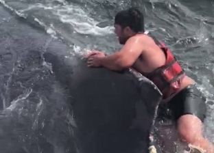 بالفيديو| صياد ينقذ كائنا بحريا عملاقا علق في حبل عوامة بكاليفورنيا