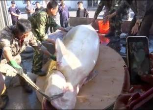 بالفيديو| اصطياد سمكة تزن أكثر من نصف طن في الصين