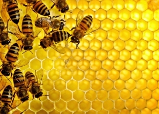 تفسير حلم قرص النحل.. دلالات كثيرة ترتبط بالأموال والمرض