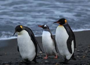 تغير المناخ يؤدي لنفوق آلاف البطاريق في القطب الجنوبي