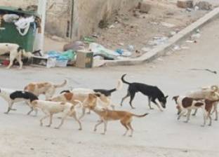 كلب مسعور يهاجم 8 أشخاص بينهم أطفال في أسوان