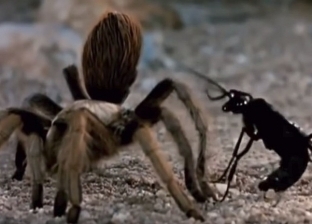 فيديو.. دبور يقضي على عنكبوت عملاق أكل للطيور