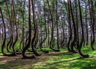 بالصور| "الغابة الملتوية" مظهر طبيعي محير من صنع الإنسان