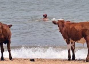 بسبب "موجة الحر".. السويد تسمح للأبقار بزيارة "شواطئ العراة" لتهدئتها