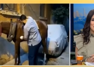 قصة طبيب أنقذ حصانا من ضربة شمس في طنطا