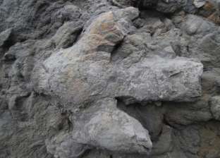 اكتشاف آثار ديناصورات عملاقة في بريطانيا.. تعود لـ200 مليون عام