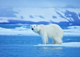 دراسة: صعوبة صيد حيوانات "القطب الشمالي" بسبب اختفاء الثلج