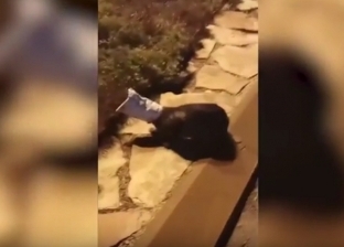 بالفيديو| مراهق ينقذ قطة في الشارع: "شاهد المقطع المضحك"