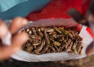 900 نوع من الحشرات تغزو موائد العالم.. تحتوي على قيمة غذائية عالية