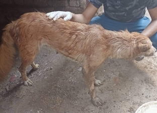 «عبدالرحمن» ينقذ كلبا ضالا في المنوفية: «كان بيتألم من الجروح»