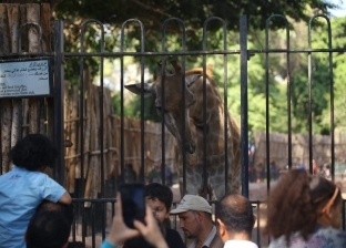 حديقة حيوان الجيزة تستقبل 95 ألف زائر رابع أيام عيد الأضحى