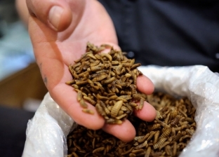 كارثة على البشرية.. علماء يحذرون: "أوقفوا قتل الحشرات"