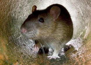 رغم نصب 600 فخ لصيدها.. الفئران تغزو مبنى البرلمان البريطاني